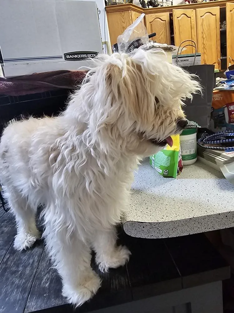 Biscuit thumbnail 2