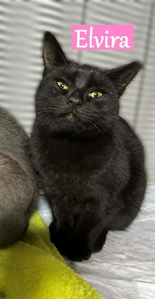 A baby medium-sized female Domestic Short Hair cat named Elvira for adoption in Hoover , AL