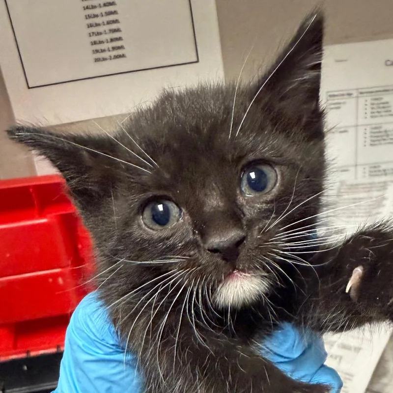 A baby small-sized male Black Domestic Short Hair cat named Franksullie for adoption in Yuma, AZ
