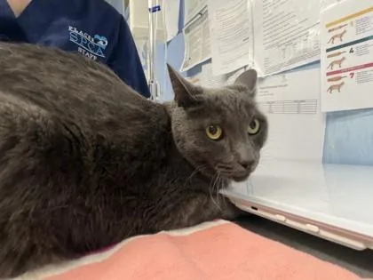 An adult small-sized male Domestic Short Hair cat named Shadow Fang for adoption in Roseville, CA