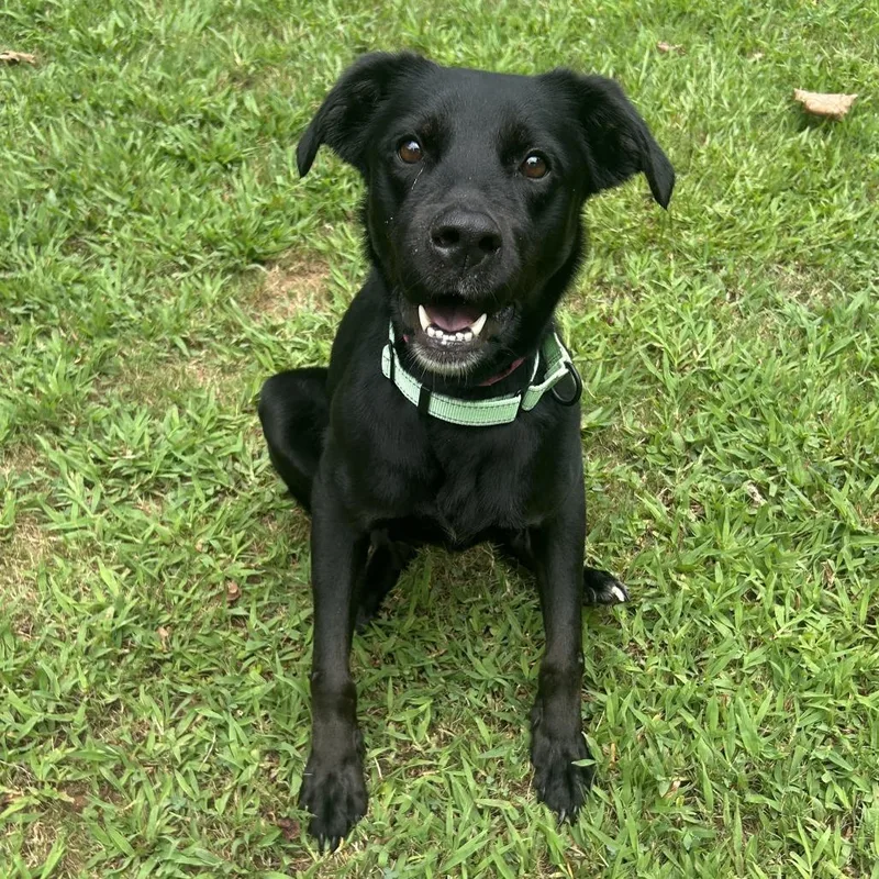 An adult medium-sized female Mixed Breed dog named Callie for adoption in Auburn, AL