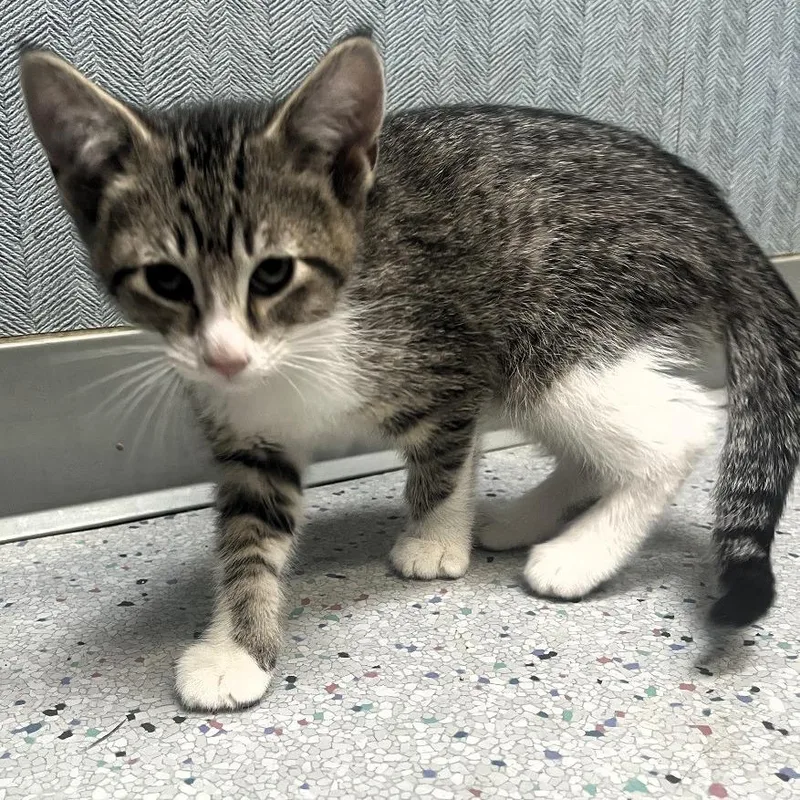 A baby small-sized male Gray / Blue / Silver Domestic Short Hair cat named Gepard for adoption in Shawnee, KS