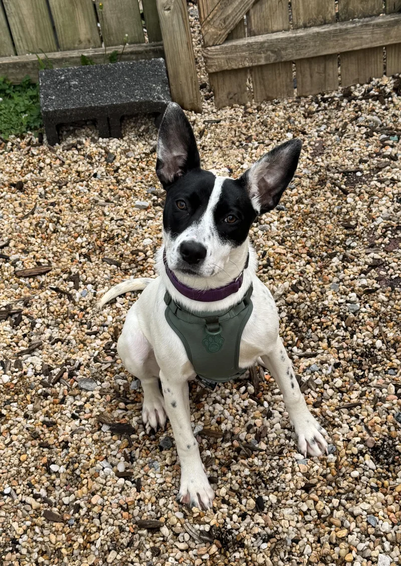 An adult medium-sized female Cattle Dog dog named Vivi for adoption in Ellicott City, MD