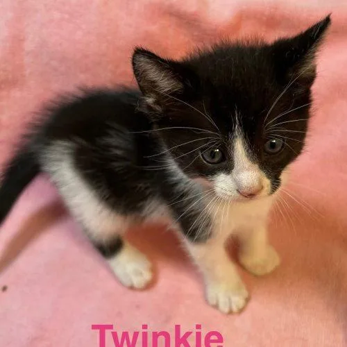 A baby small-sized female American Shorthair cat named Twinkie for adoption in Paulina, LA