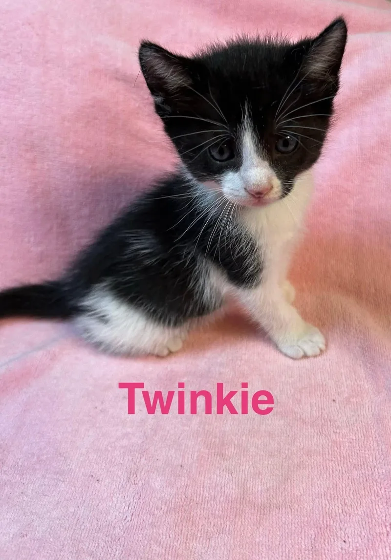 Twinkie thumbnail 2