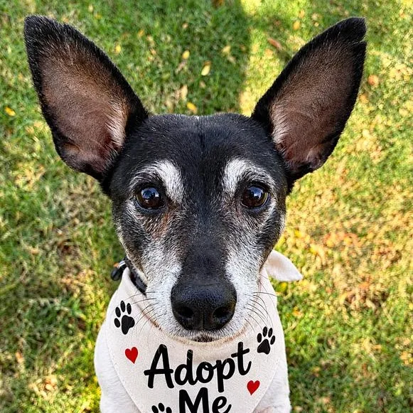 A senior small-sized male Black Rat Terrier dog named Speedy for adoption in Oklahoma City, OK