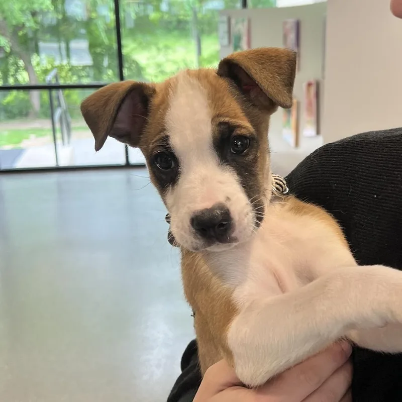 A baby medium-sized male White / Cream Boxer dog named Thomas for adoption in Allentown, PA