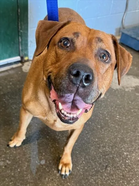 A senior large-sized female Labrador Retriever dog named Summer for adoption in Woodland, CA