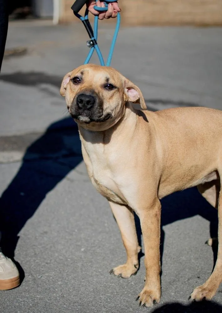 A young large-sized female Brown / Chocolate Pit Bull Terrier dog named Goldie for adoption in Frankfort, NY