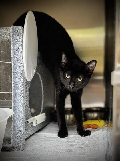 An adult small-sized female Domestic Short Hair cat named Crayola for adoption in Mansfield, TX