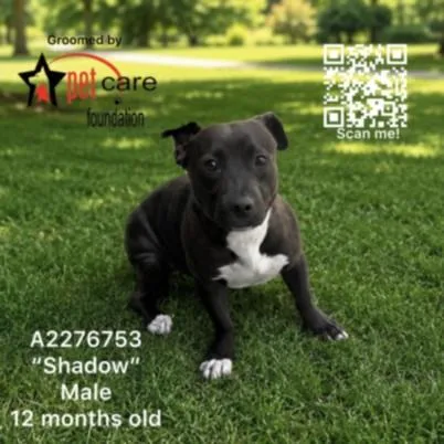 A young medium-sized male Pit Bull Terrier dog named Shadow for adoption in Los Angeles, CA