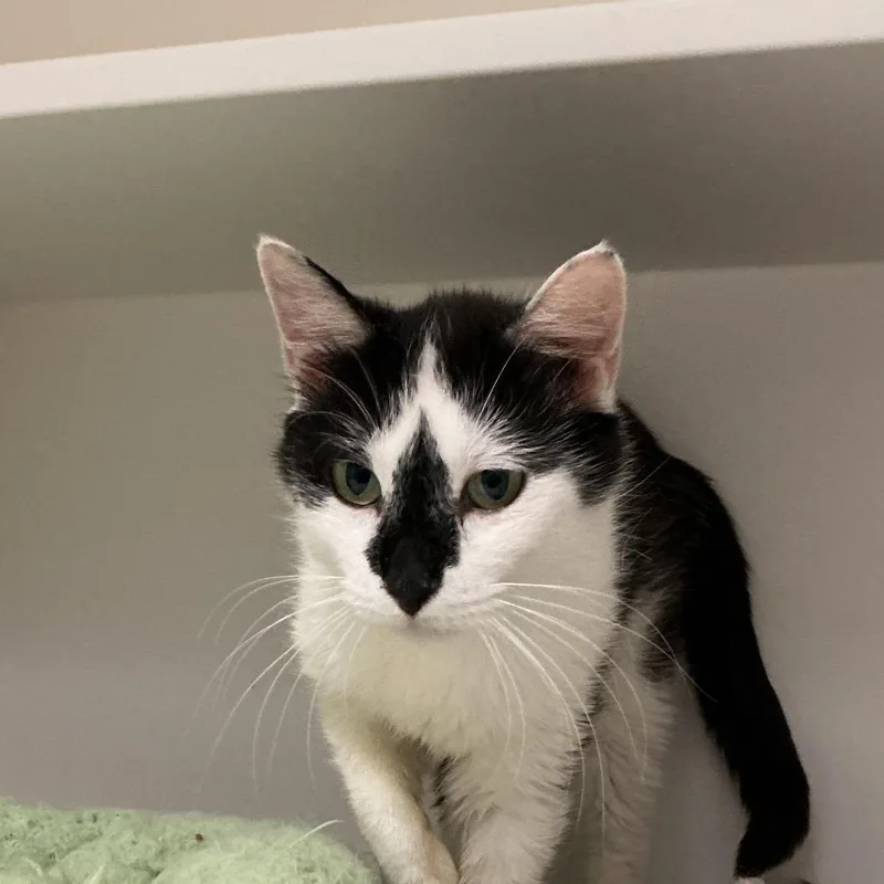 An adult medium-sized female Black Domestic Short Hair cat named Patches for adoption in Elizabeth City, NC