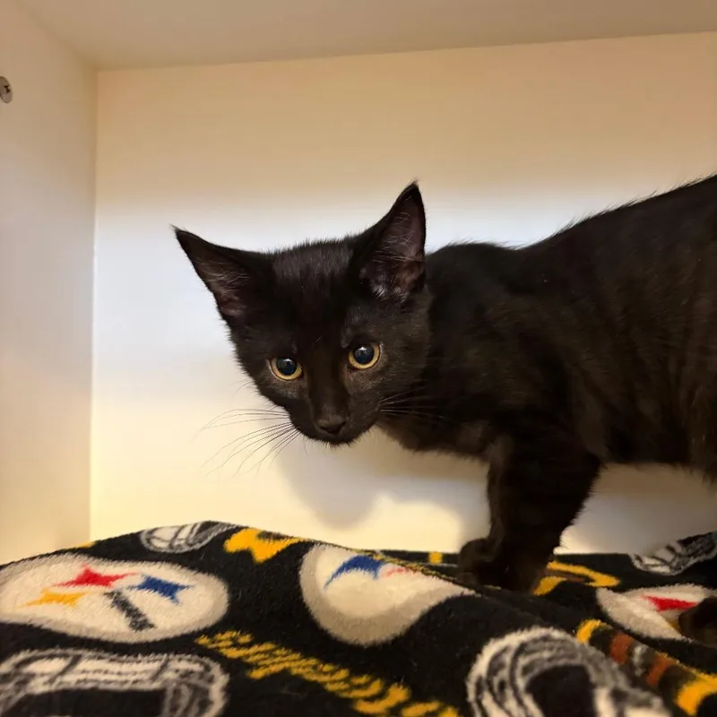 A baby small-sized male Black Domestic Short Hair cat named Franklin for adoption in Council Bluffs, IA