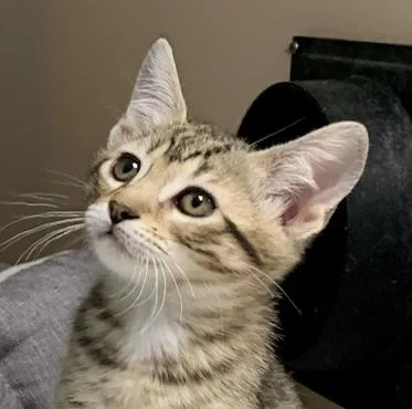 A baby medium-sized female Tabby (Brown / Chocolate) Tabby cat named Genesis for adoption in Hollister, CA
