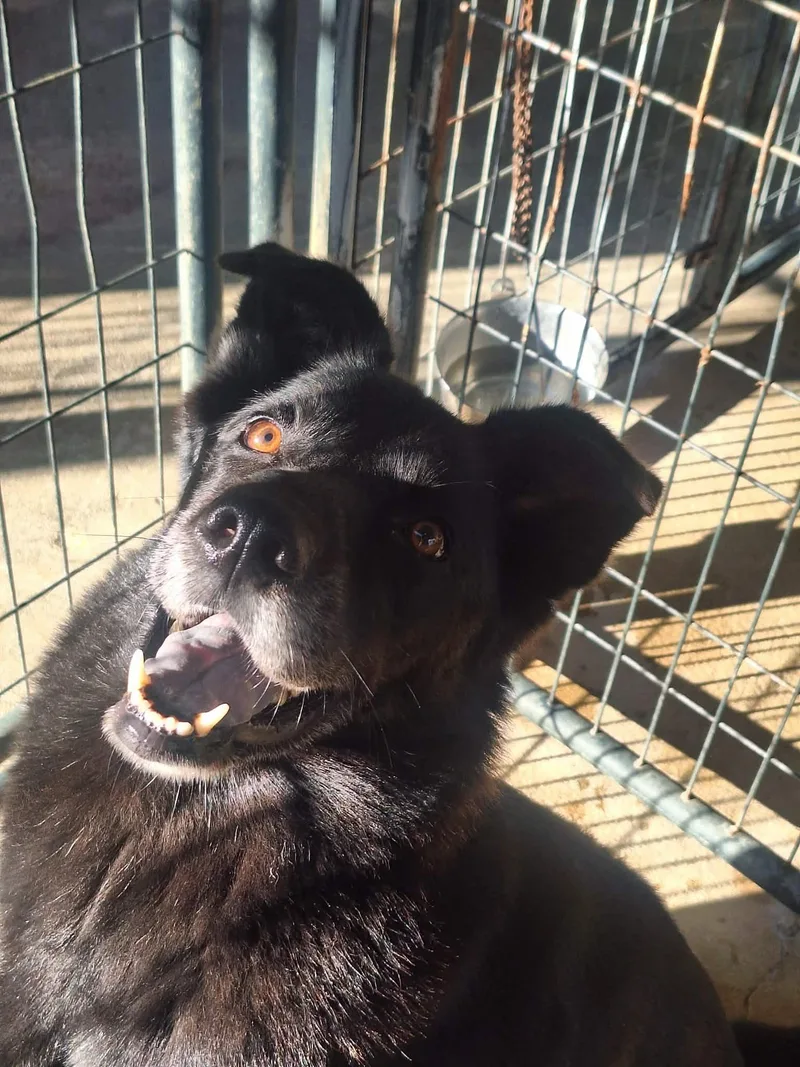 Tweedle Dee thumbnail 4