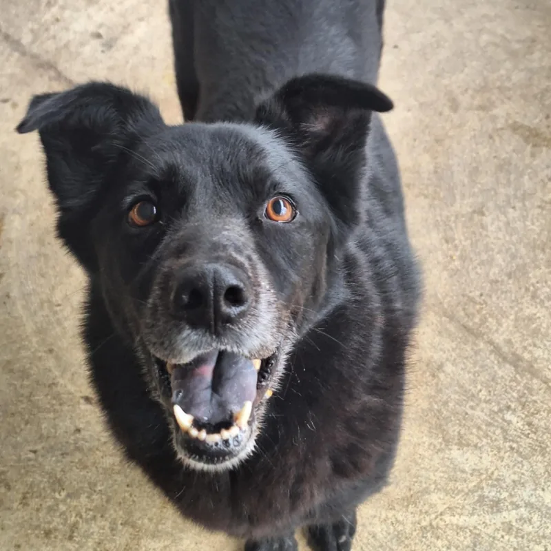 Tweedle Dee thumbnail 5