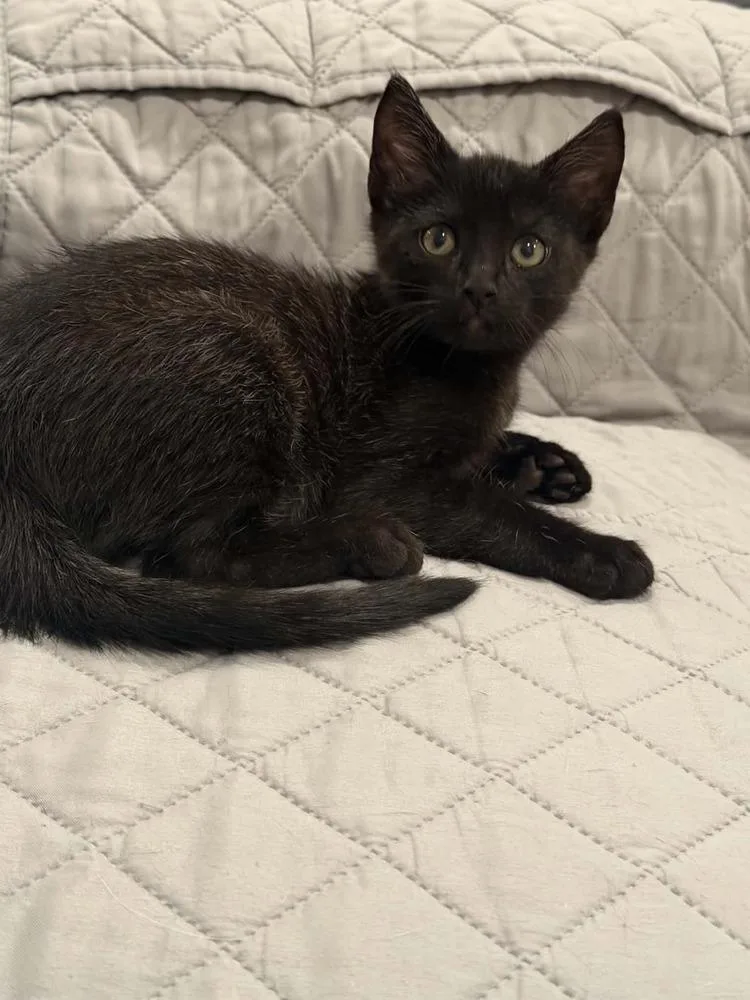 A baby small-sized male Black Domestic Short Hair cat named Rico for adoption in tucson, AZ