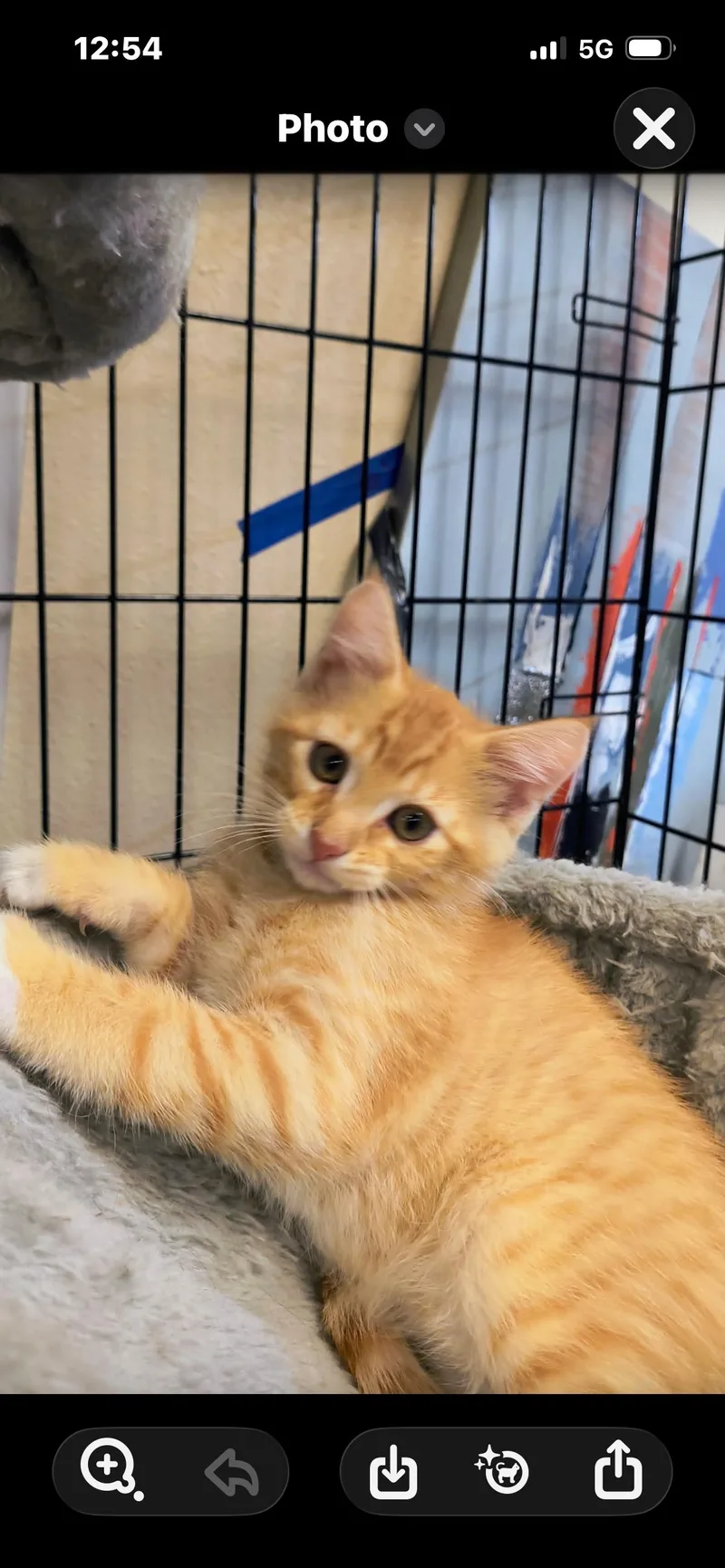 A baby medium-sized male Tabby (Orange / Red) Domestic Medium Hair cat named Herbie for adoption in Saint Louis, MO
