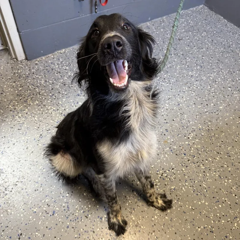 An adult medium-sized male Black Collie dog named Tuscstray_ for adoption in Tuscaloosa, AL