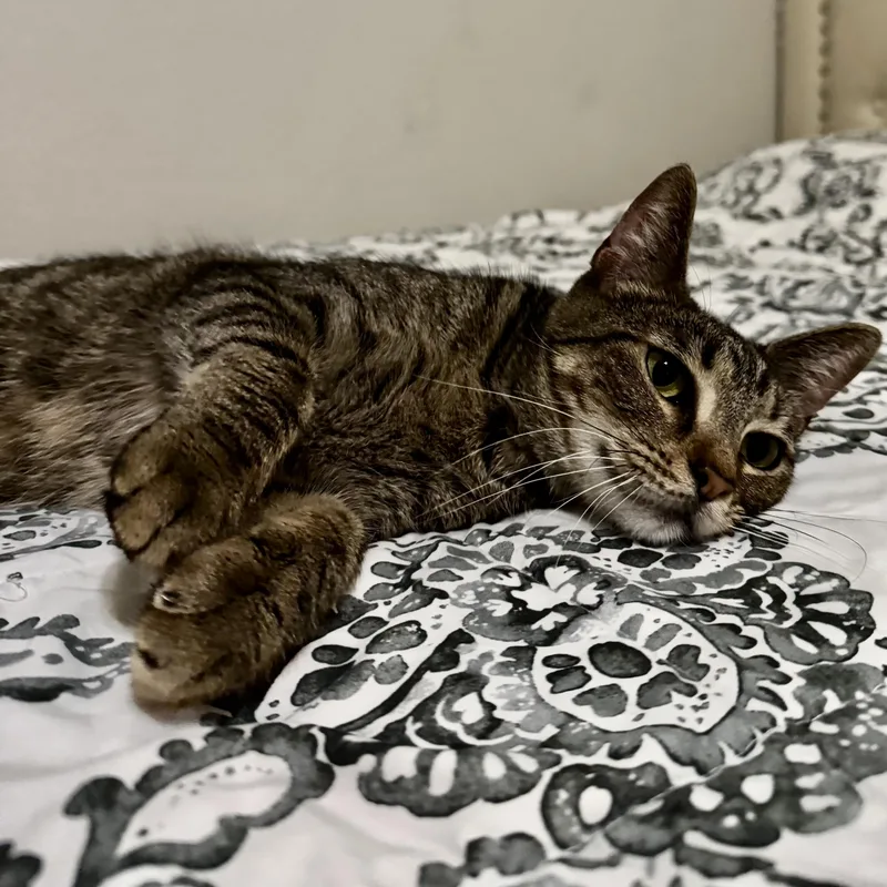 A young medium-sized female Tabby (Brown / Chocolate) Domestic Short Hair cat named Chitara for adoption in Liverpool, TX