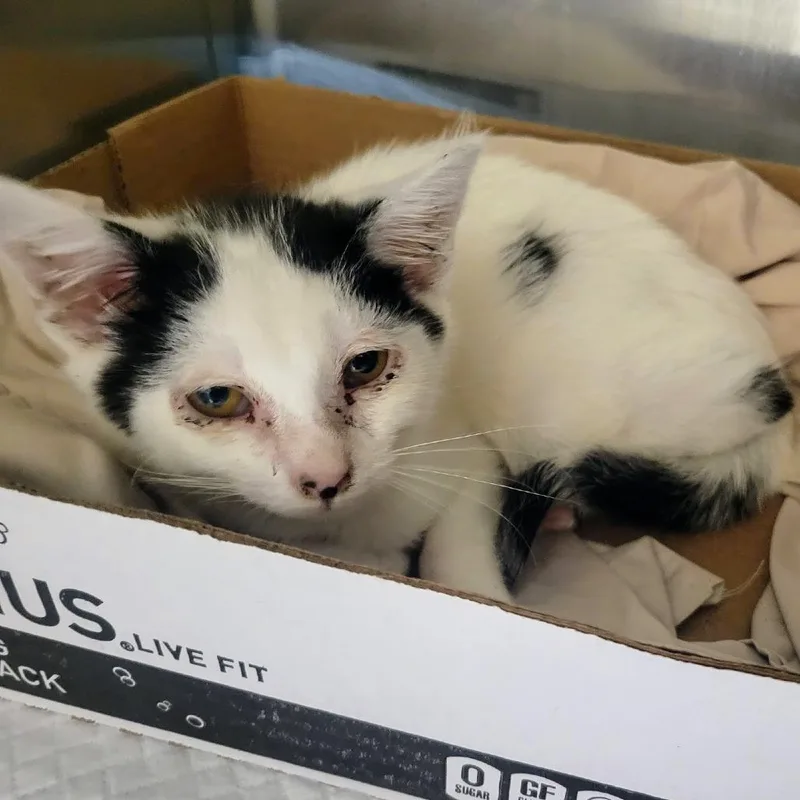 A baby small-sized male White Domestic Short Hair cat named Bernard for adoption in Westminster, CA