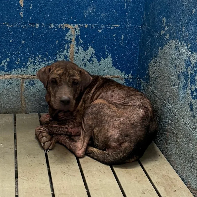 An adult medium-sized female Brindle Mixed Breed dog named Darby for adoption in Edinburg, TX