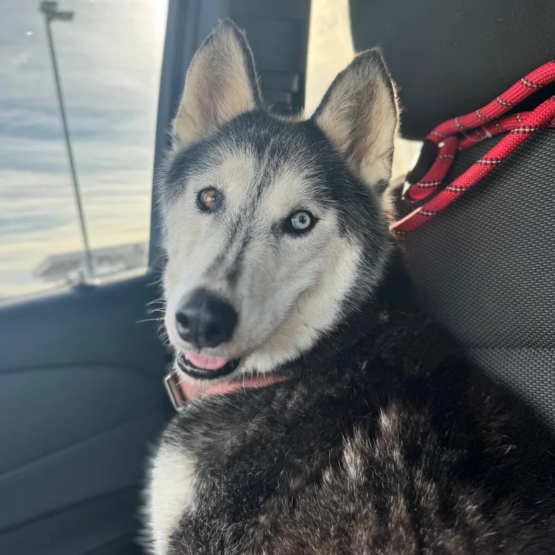An adult medium-sized female Black Husky dog named Aurora for adoption in Eufaula, OK