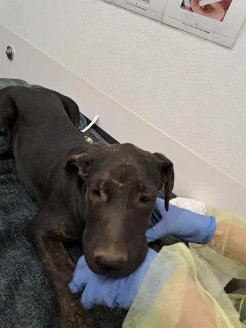 A baby medium-sized female Labrador Retriever dog named Dawn for adoption in Mesa, AZ