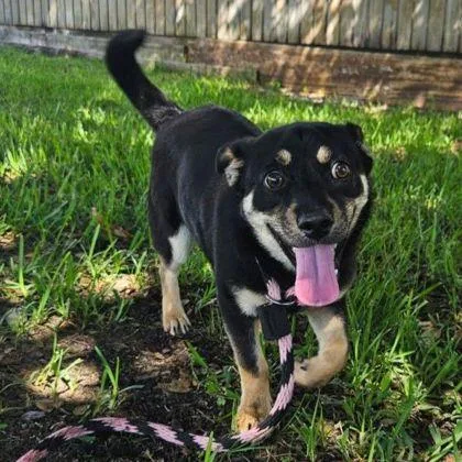 A young medium-sized male Black Mixed Breed dog named Monkey for adoption in Cooperstown, NY