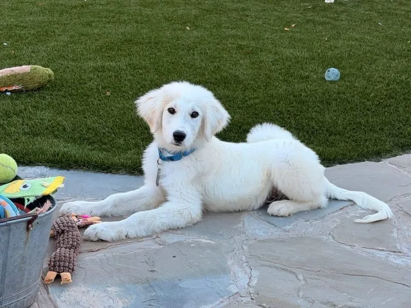 A young large-sized male Great Pyrenees dog named Goose for adoption in Fairfax, VA
