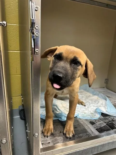 A baby medium-sized male Black Mouth Cur dog named Asriel for adoption in Cookeville, TN