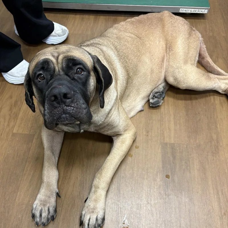 An adult large-sized female Yellow / Tan / Blond / Fawn Mastiff dog named Pixie for adoption in Beaumont, TX