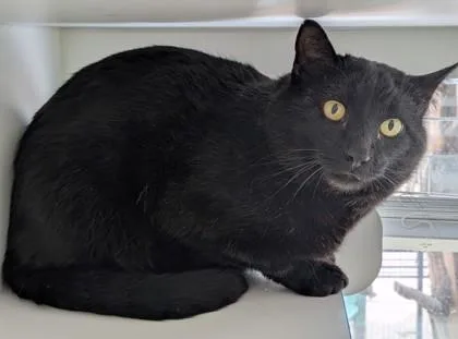 An adult small-sized male Domestic Short Hair cat named Merlin for adoption in Divide, CO