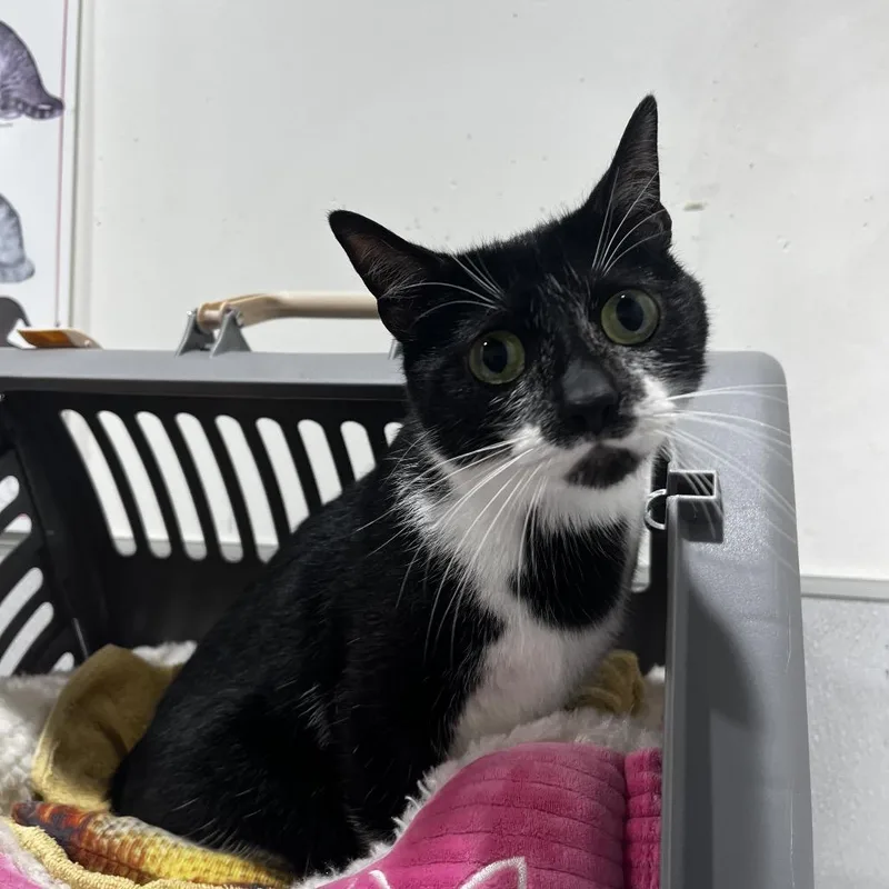 An adult medium-sized female Black Domestic Short Hair cat named Kora for adoption in Tampa, FL