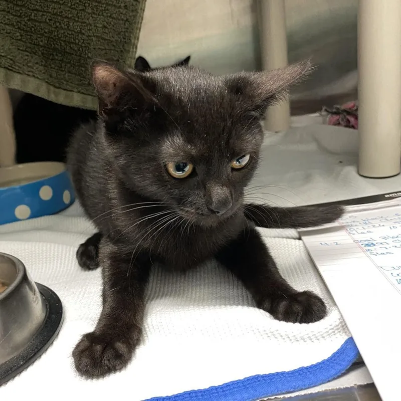 A baby small-sized male Black Domestic Short Hair cat named Raven for adoption in Philadelphia, PA