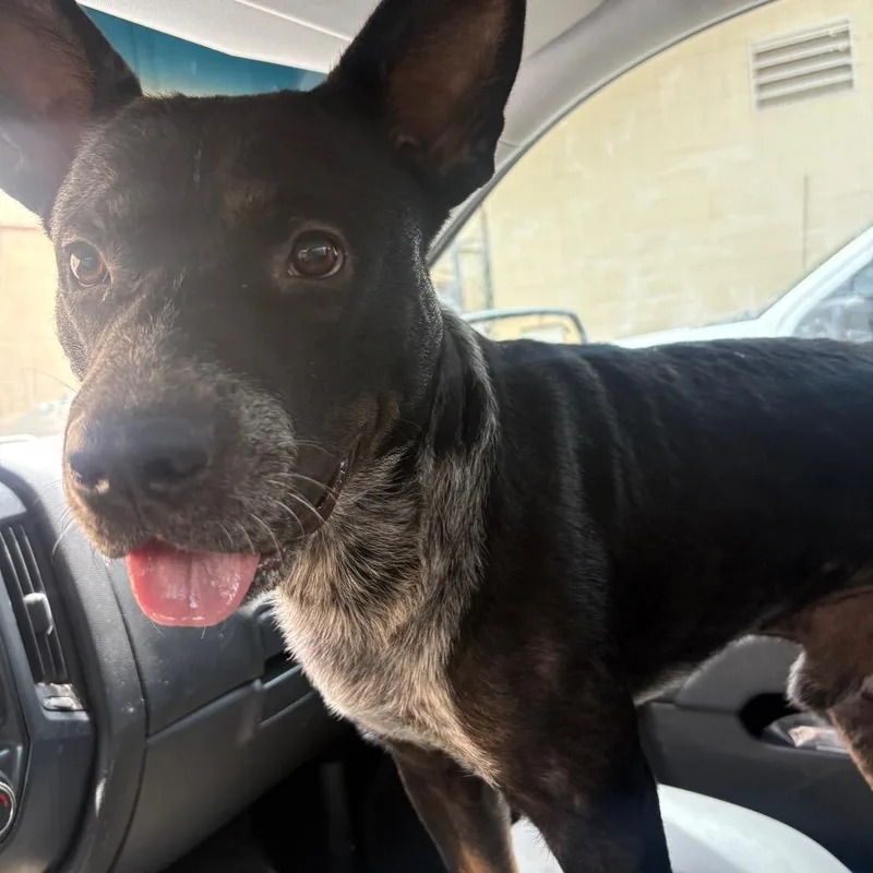 An adult large-sized male Black Australian Cattle Dog / Blue Heeler dog named Harrison Ford for adoption in Lufkin, TX