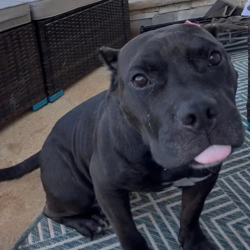 Bubba thumbnail 5