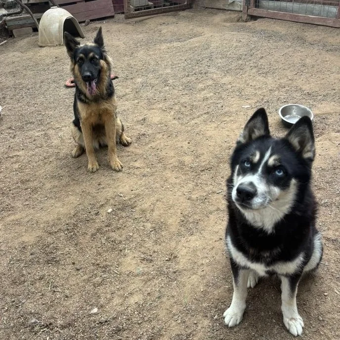 A young large-sized female Tricolor (Brown, Black, & White) Husky dog named Sky for adoption in Santa Monica, CA