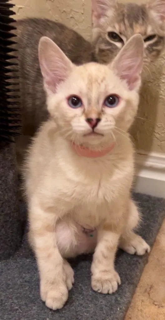 A baby medium-sized female Domestic Short Hair cat named Spaghetti for adoption in Salt Lake City, UT
