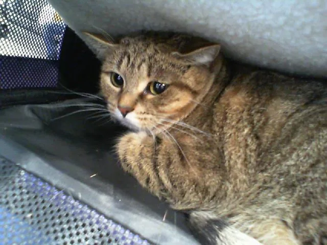 An adult medium-sized female Domestic Short Hair cat named Elina for adoption in Charlotte, NC