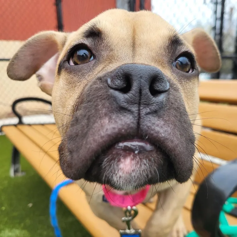 A baby small-sized male Yellow / Tan / Blond / Fawn English Bulldog dog named Wilbur for adoption in Quakertown, PA