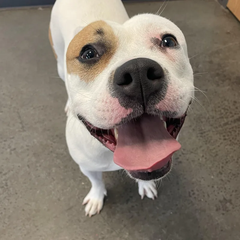 An adult medium-sized female White / Cream Mixed Breed dog named Orchid for adoption in Mishawaka, IN