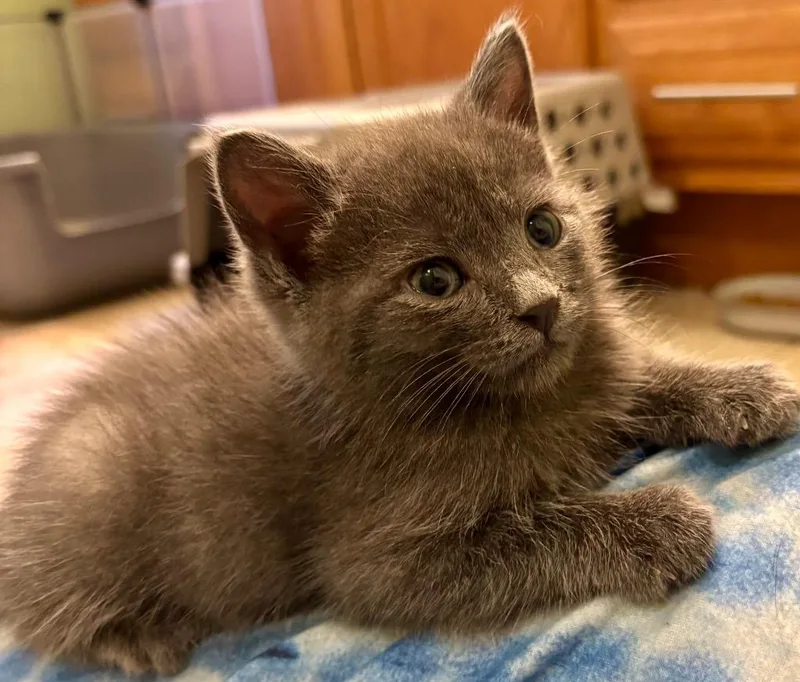 A baby small-sized male Domestic Short Hair cat named Carl for adoption in Leonardtown, MD