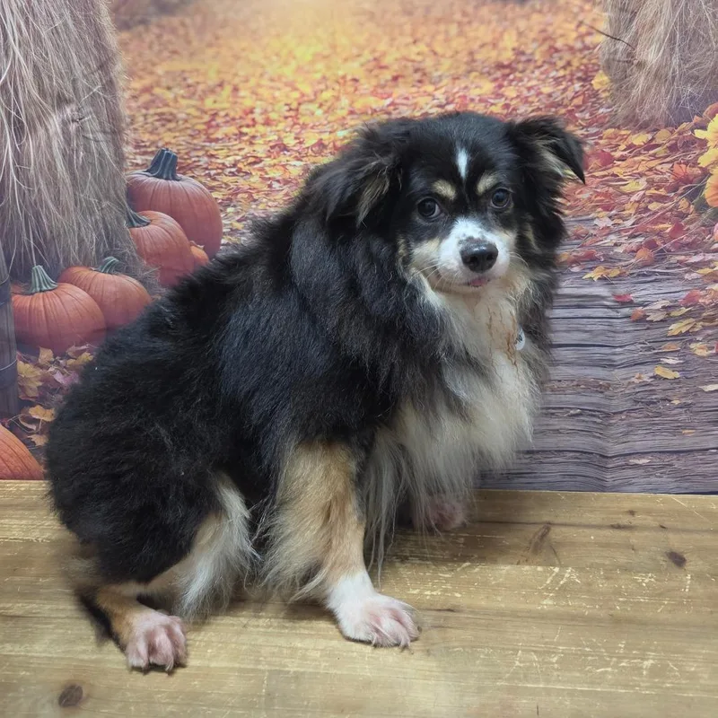 An adult small-sized female Black Australian Shepherd dog named Bindi for adoption in Normal, IL