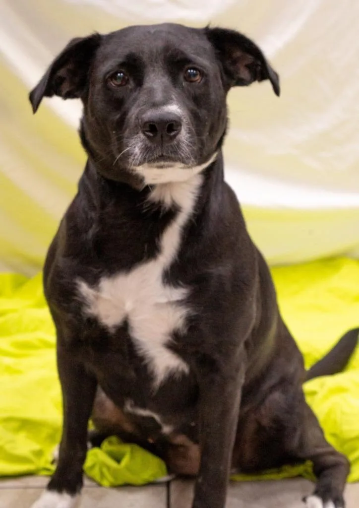 An adult large-sized female Labrador Retriever dog named Splash for adoption in North Syracuse, NY