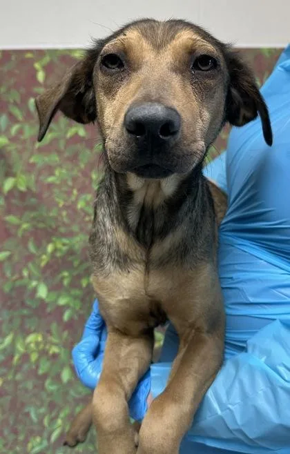 An adult medium-sized female Shepherd dog named Magdelena for adoption in San Antonio, TX