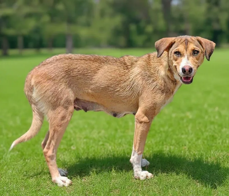 An adult large-sized female Hound dog named Candice for adoption in Talladega, AL