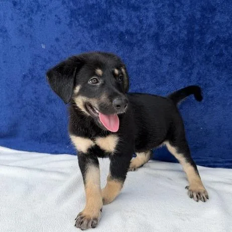 A baby small-sized male Black Labrador Retriever dog named Sprout for adoption in Carencro, LA