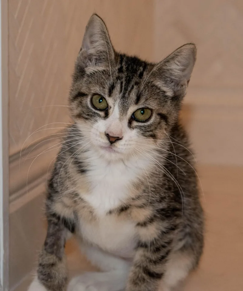 A baby medium-sized female Domestic Short Hair cat named Vanilla for adoption in Harrison, NY