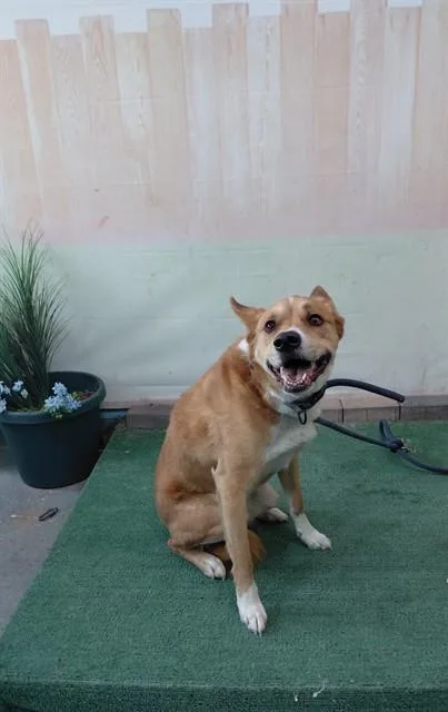 An adult medium-sized male Labrador Retriever dog named Pio for adoption in Baldwin Park, CA